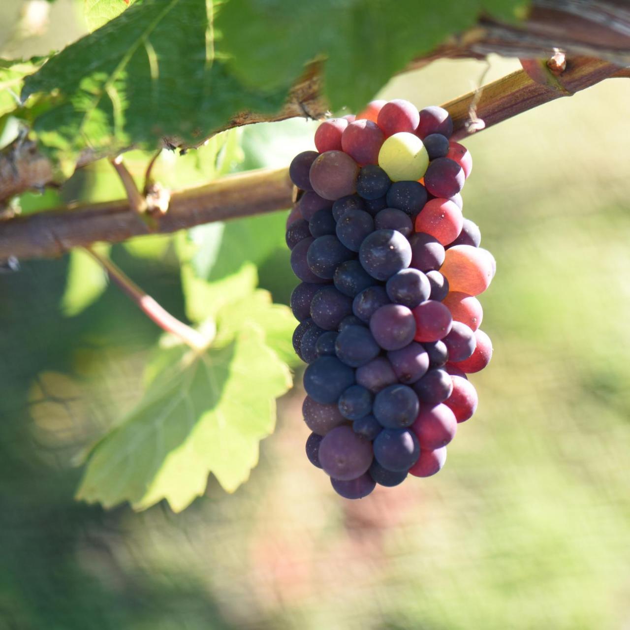 לינה וארוחת בוקר אלכסנדרה Grey Ridge Vineyard Experience מראה חיצוני תמונה