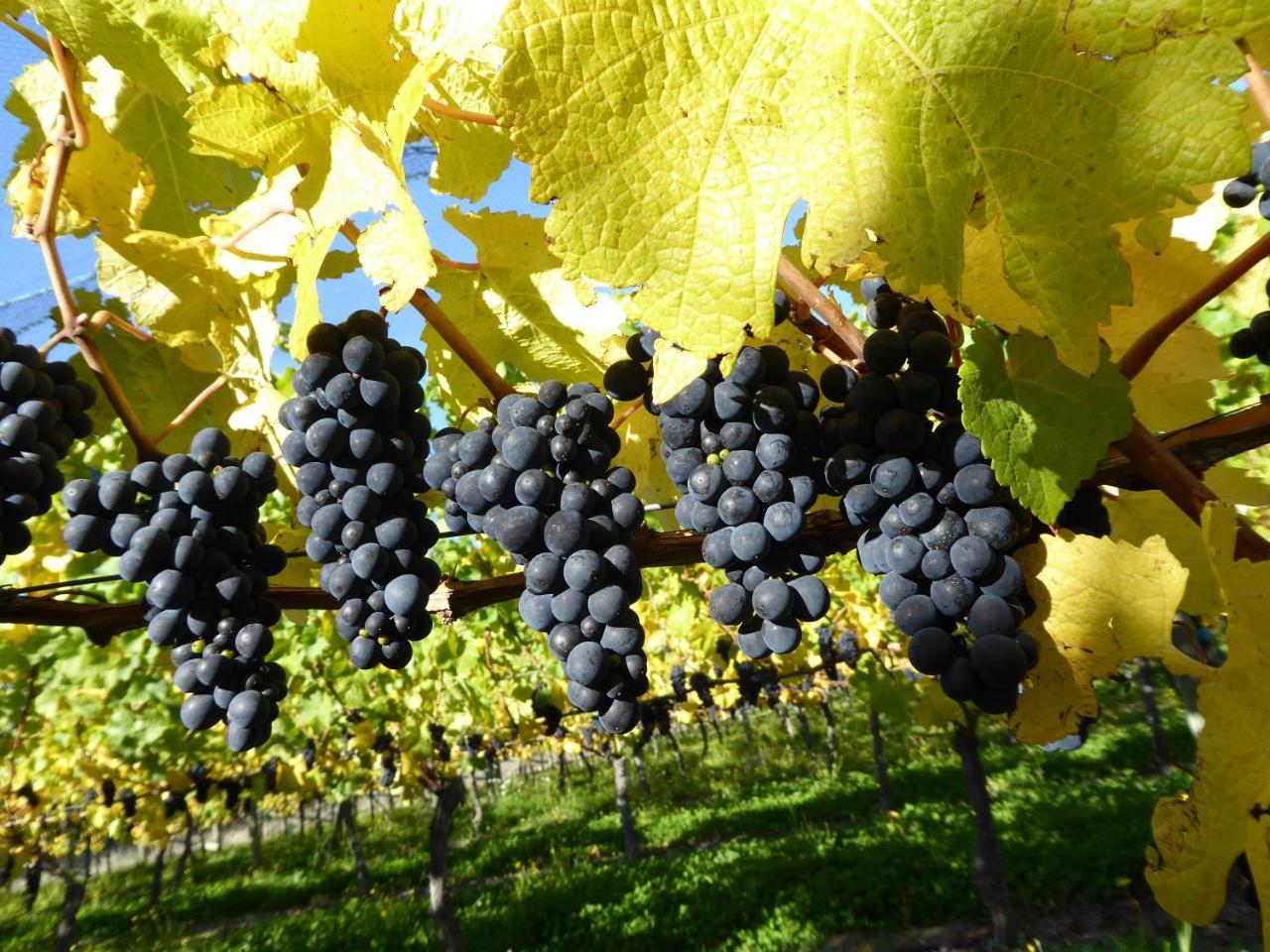 לינה וארוחת בוקר אלכסנדרה Grey Ridge Vineyard Experience מראה חיצוני תמונה